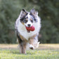 Classic Dog Chew Toy by Havvibe