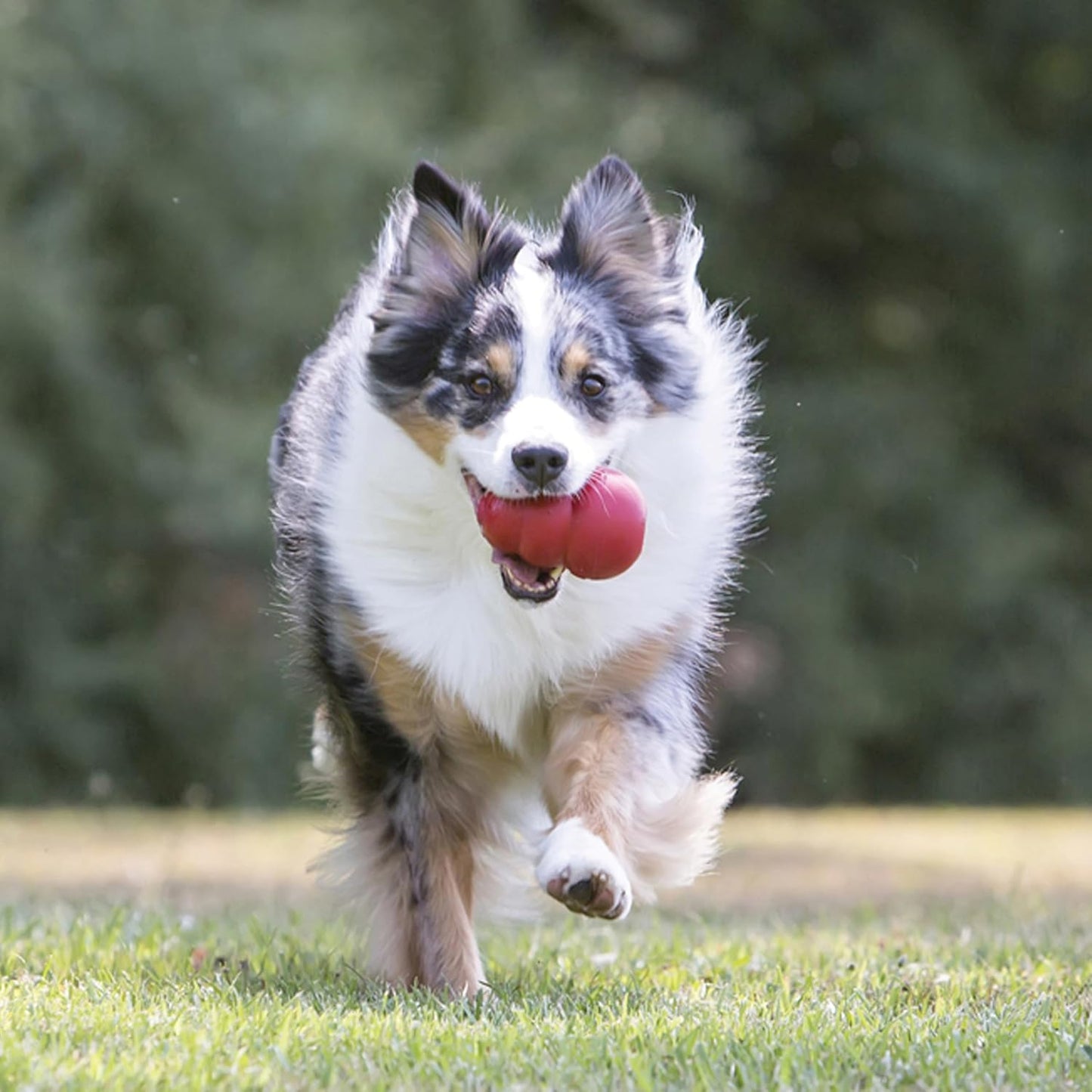 Classic Dog Chew Toy by Havvibe